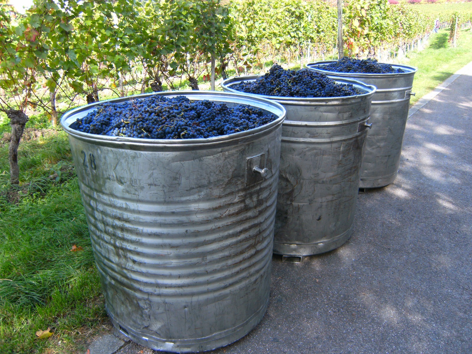 Herbst an der Weinstraße: Die Weinlese hautnah erleben