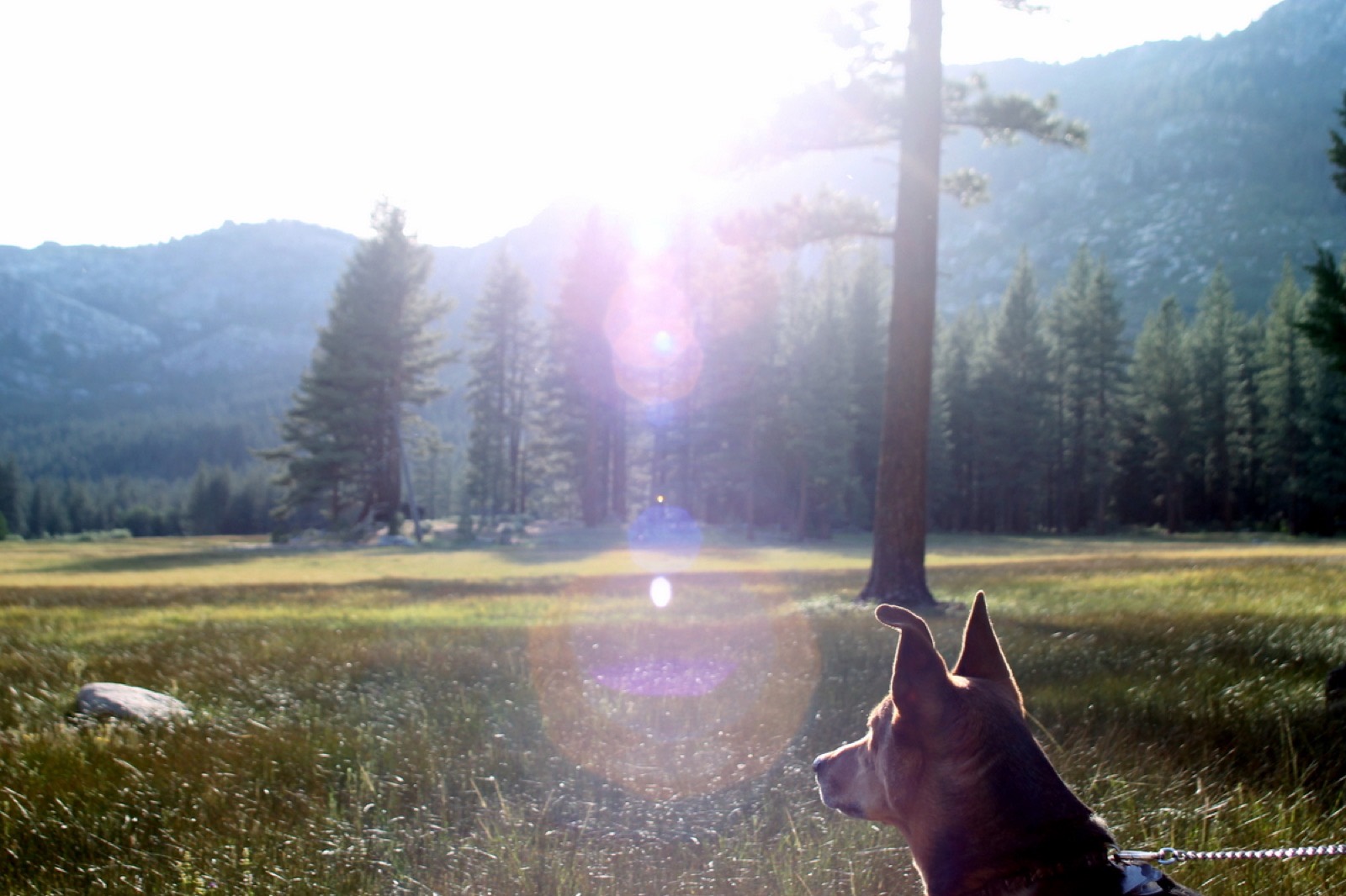 Wandern mit Hund an der Weinstraße: Tipps & Touren