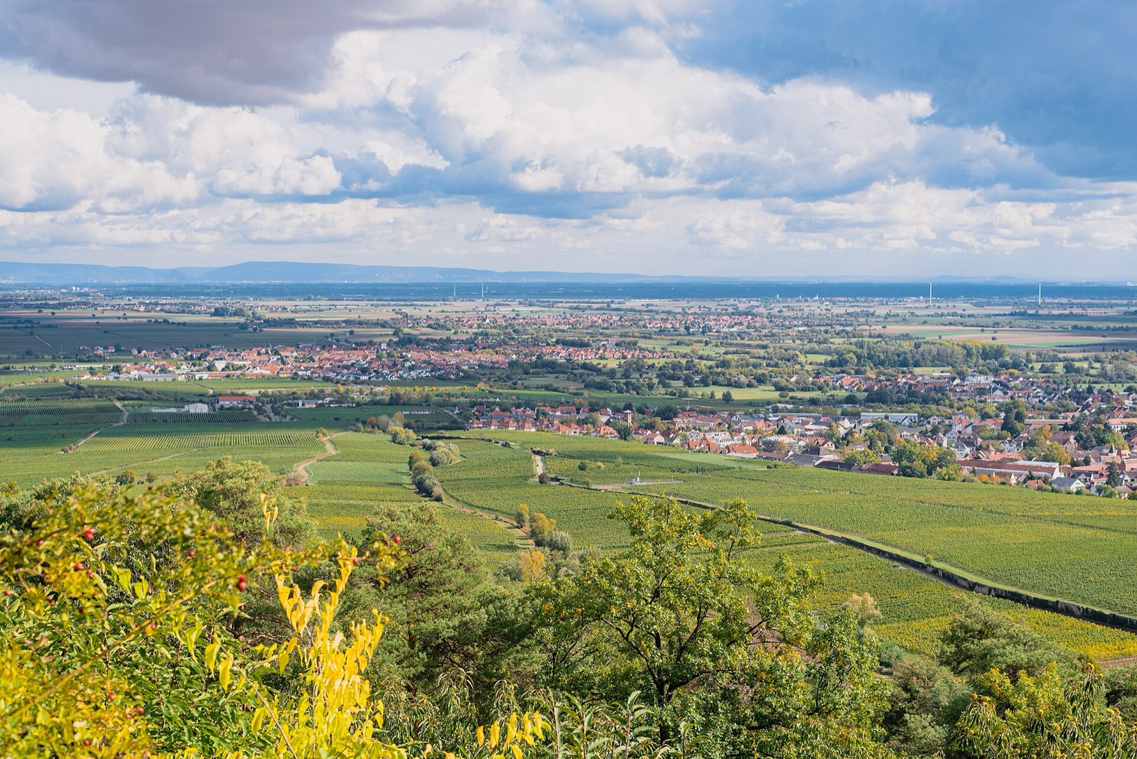 Wochenausblick an der Weinstraße: Weinlesefest in Neustadt, Federweißer und Termine bis Mitte Oktober
