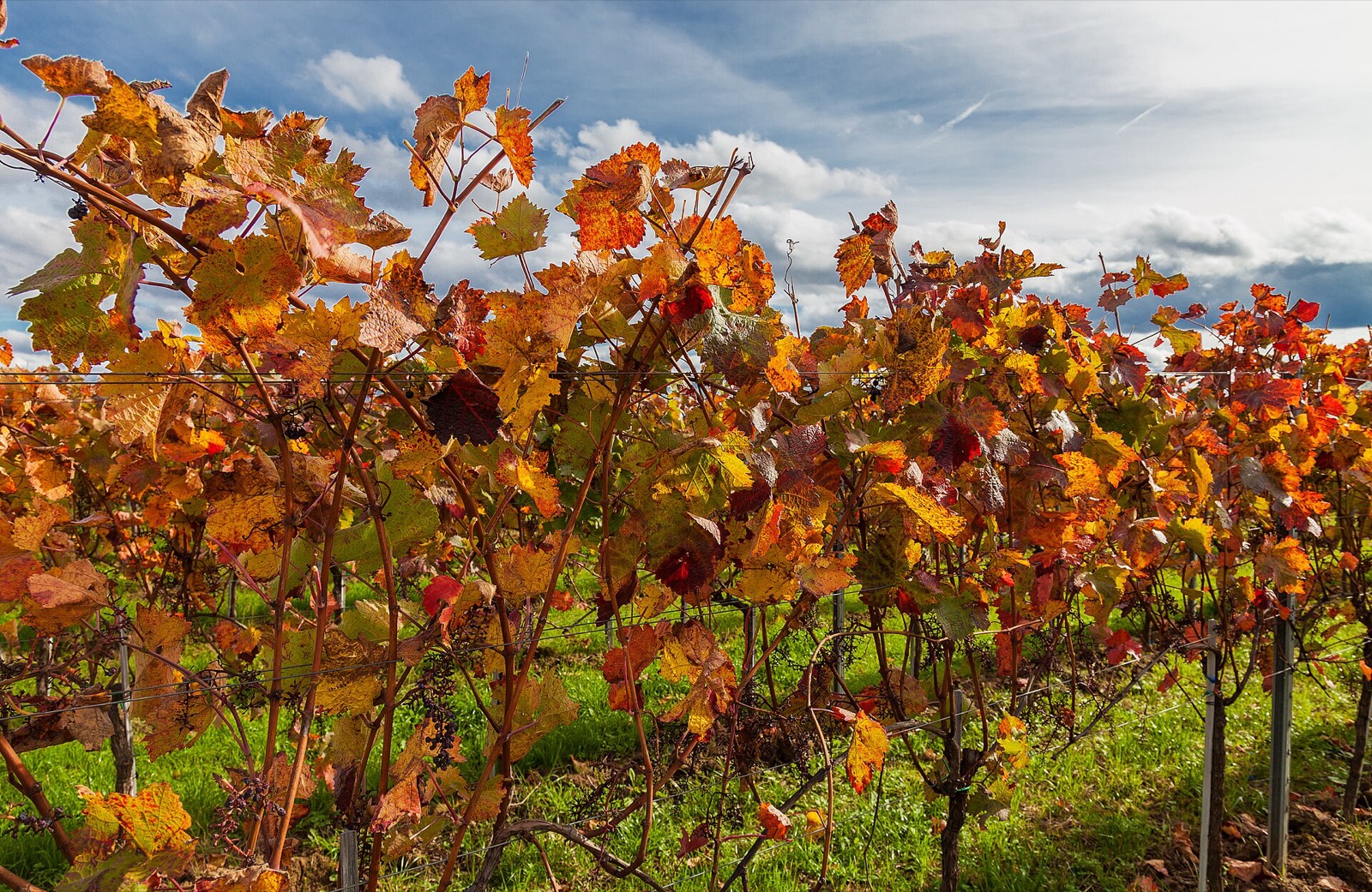 Wochenausblick an der Weinstraße: Saisonabschluss am Forster Weinprobierstand